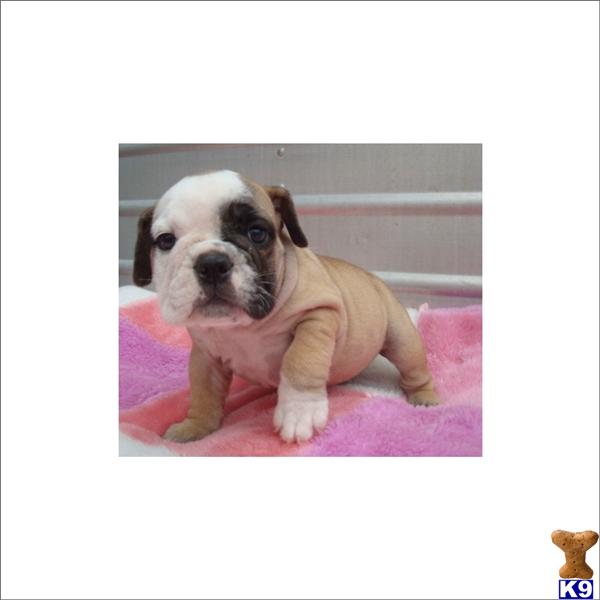 English Bulldog Puppies in FL